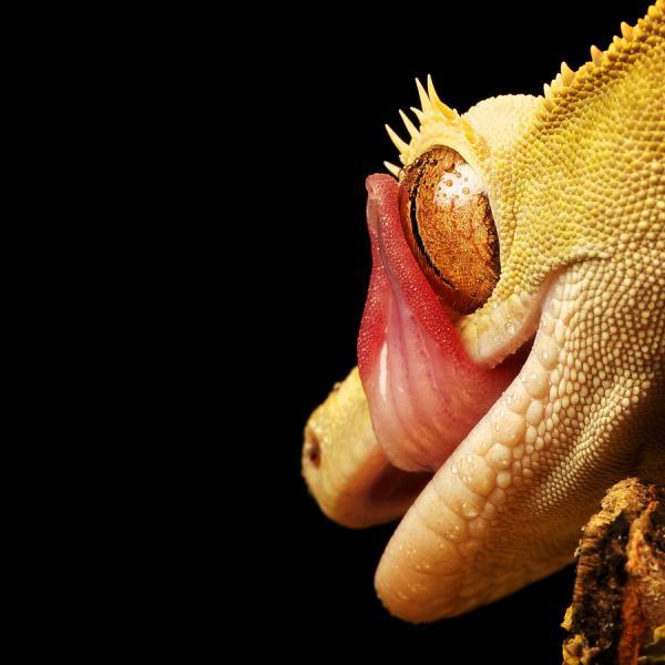 Animal Photography by Mark Bridger