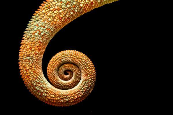 Animal Photography by Mark Bridger