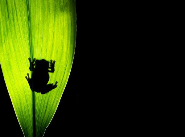 Animal Photography by Mark Bridger