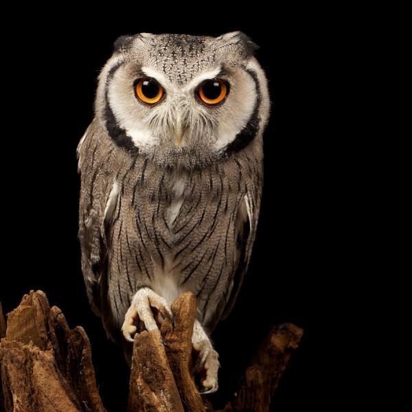 Animal Photography by Mark Bridger