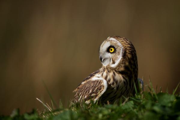 Animal Photography by Mark Bridger