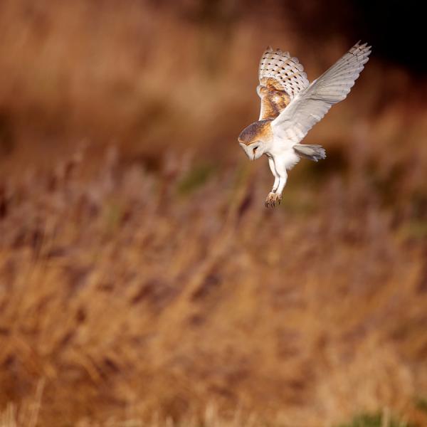 Animal Photography by Mark Bridger