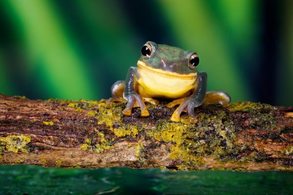 Animal Photography by Mark Bridger