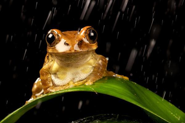 Animal Photography by Mark Bridger