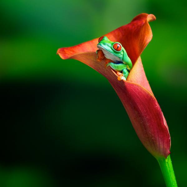 Animal Photography by Mark Bridger