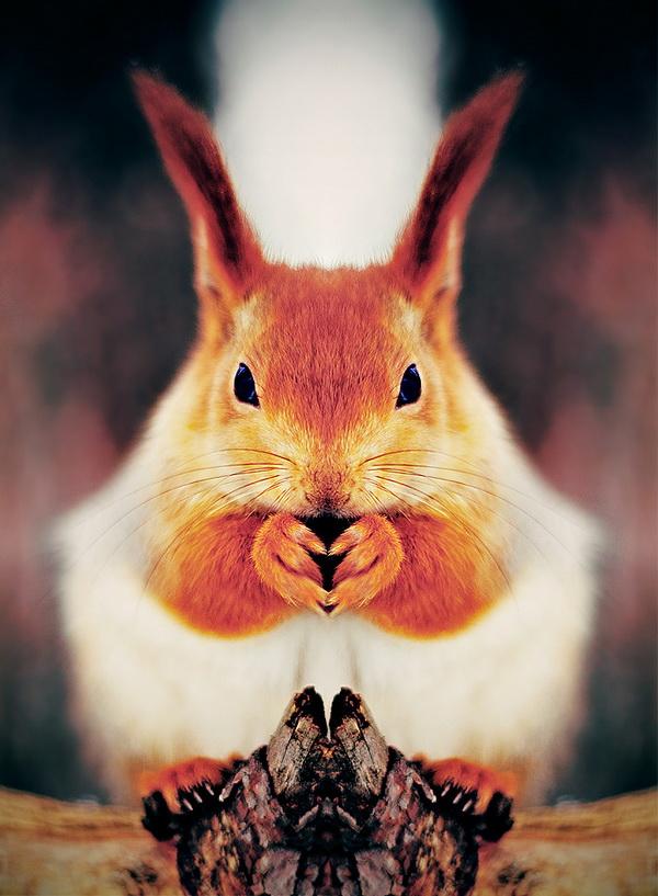 25 Pictures of Cute Animals