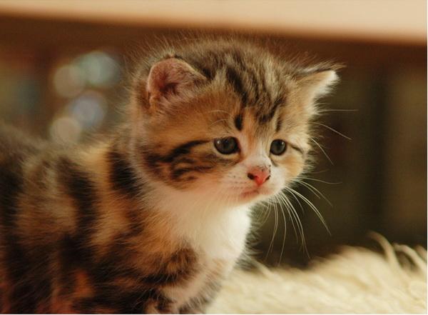 25 Pictures of Cute Animals