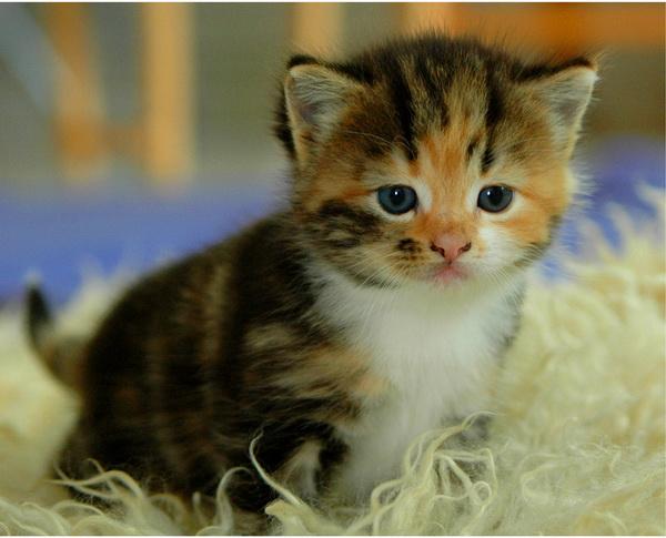 25 Pictures of Cute Animals