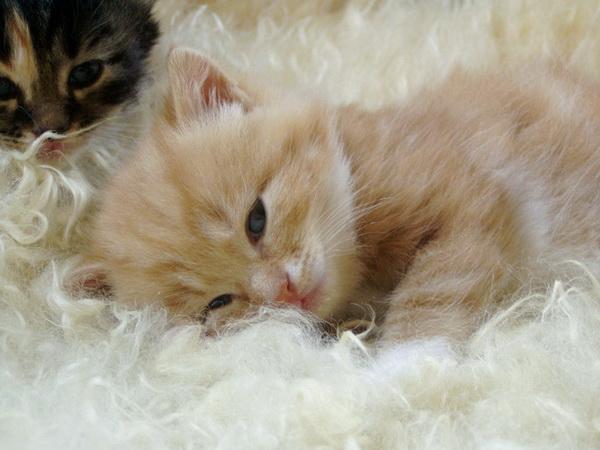 25 Pictures of Cute Animals