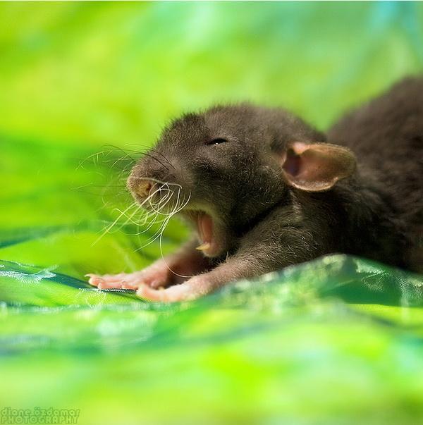 25 Pictures of Cute Animals