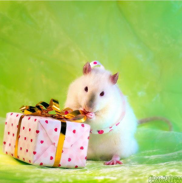 25 Pictures of Cute Animals