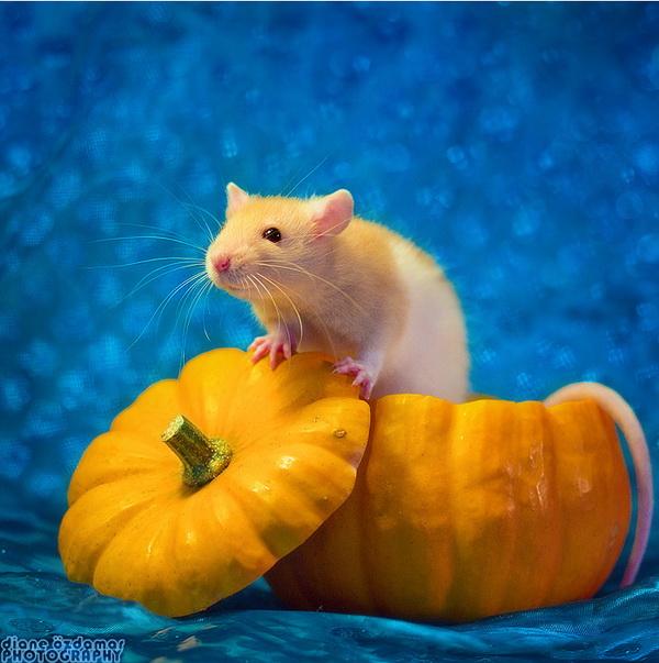 25 Pictures of Cute Animals
