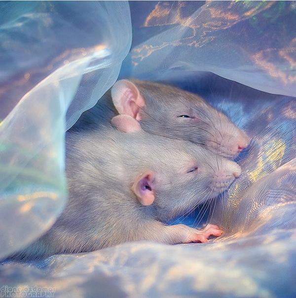25 Pictures of Cute Animals