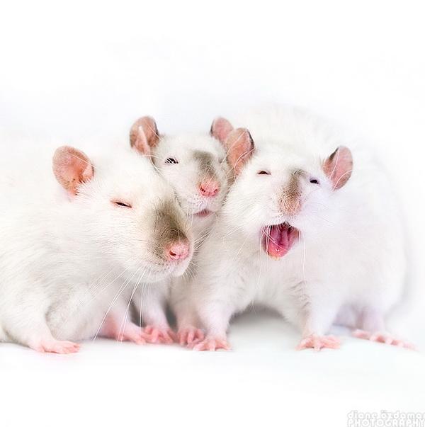 25 Pictures of Cute Animals