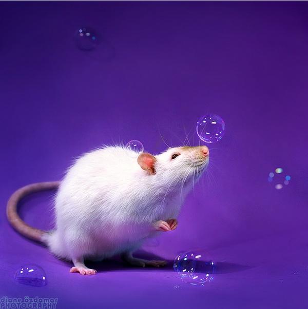 25 Pictures of Cute Animals