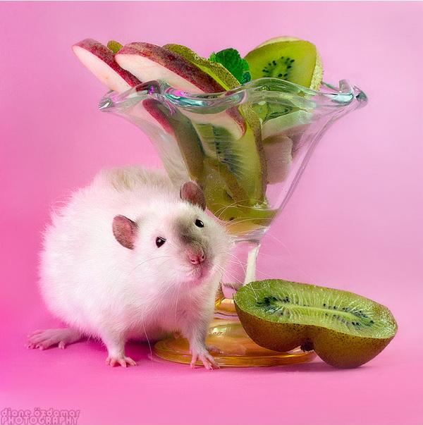 25 Pictures of Cute Animals