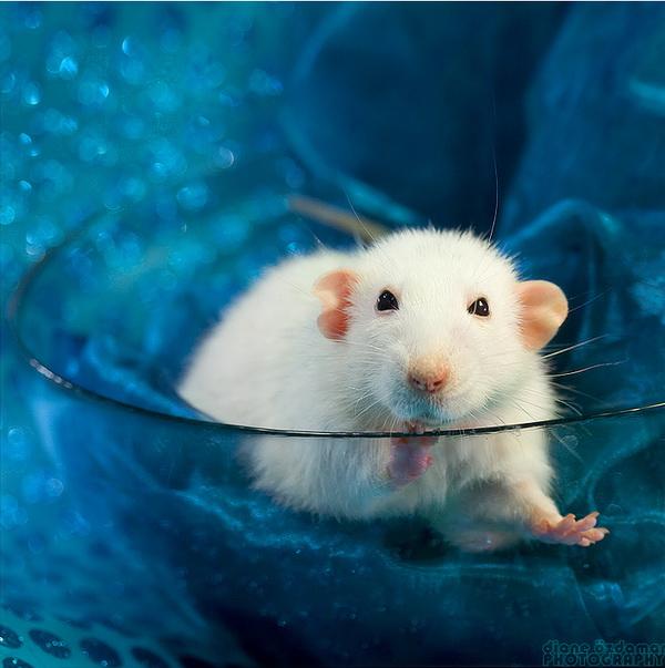 25 Pictures of Cute Animals