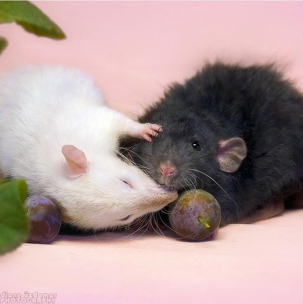 25 Pictures of Cute Animals