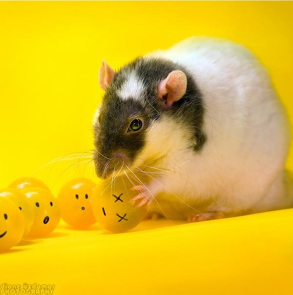 25 Pictures of Cute Animals