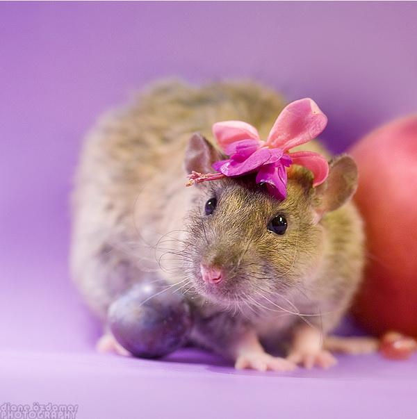 25 Pictures of Cute Animals