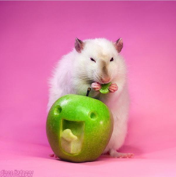 25 Pictures of Cute Animals