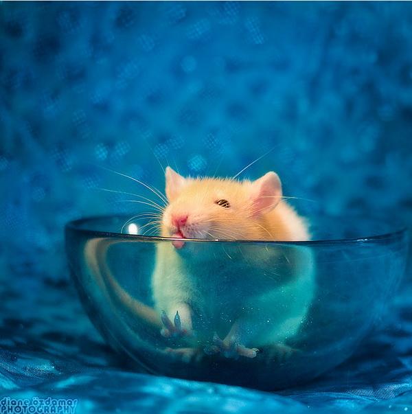 25 Pictures of Cute Animals