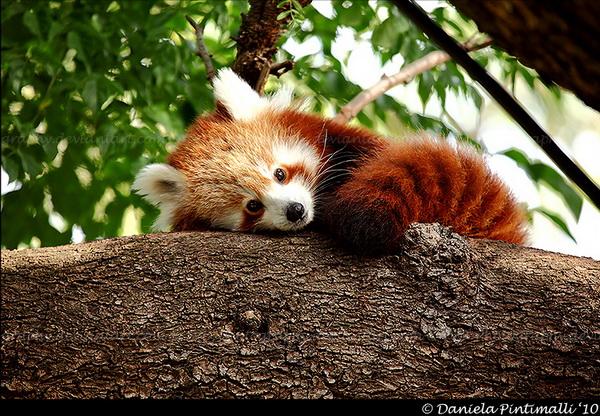 25 Pictures of Cute Animals