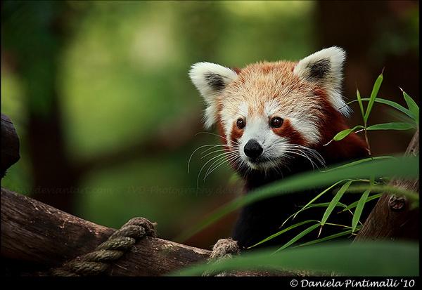 25 Pictures of Cute Animals