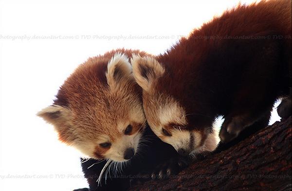 25 Pictures of Cute Animals