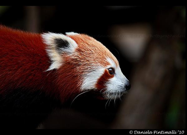25 Pictures of Cute Animals