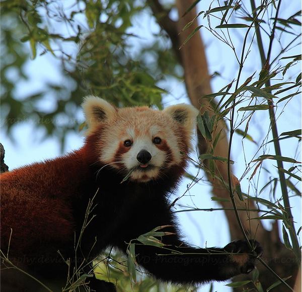 25 Pictures of Cute Animals