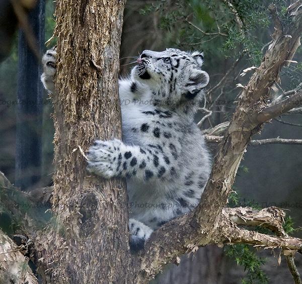 25 Pictures of Cute Animals