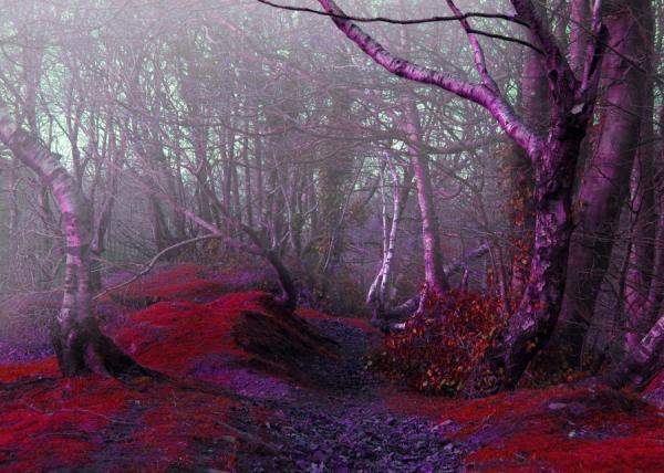 Photography by Josephine Richards