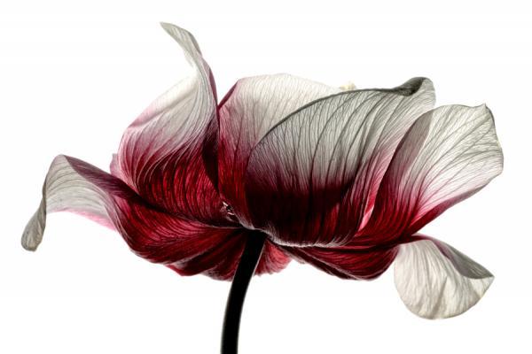 Macro Photography by Mark Johnson