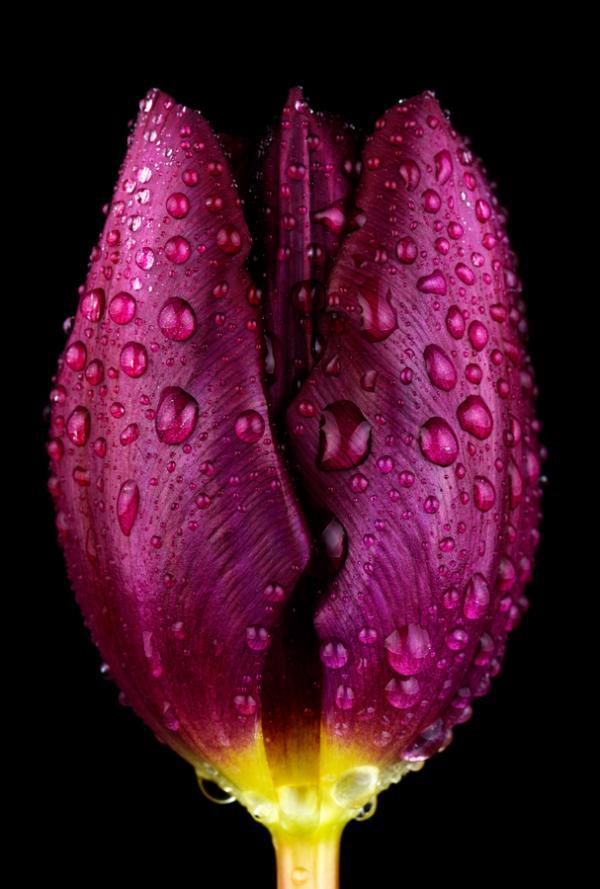 Macro Photography by Mark Johnson