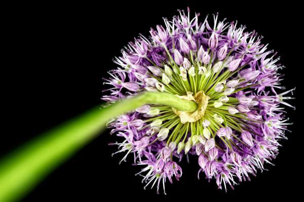Macro Photography by Mark Johnson