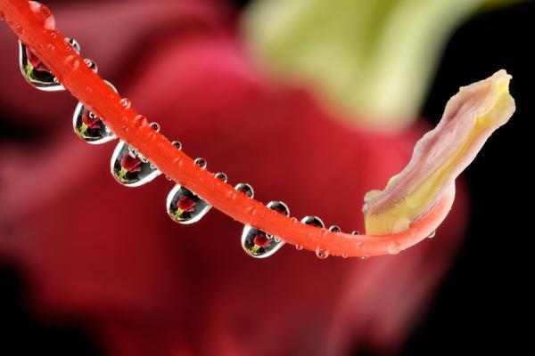 Macro Photography by Mark Johnson
