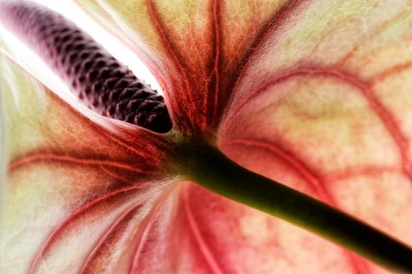 Macro Photography by Mark Johnson