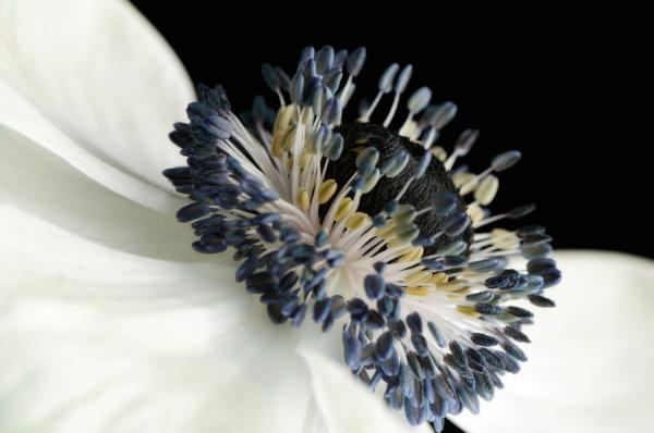Macro Photography by Mark Johnson