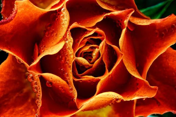 Macro Photography by Mark Johnson
