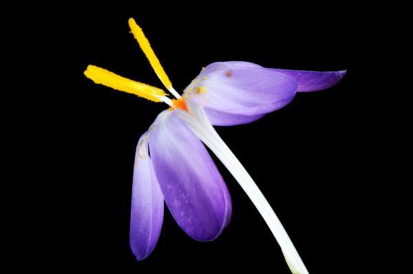 Macro Photography by Mark Johnson