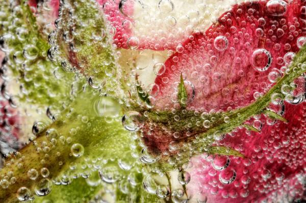 Macro Photography by Mark Johnson