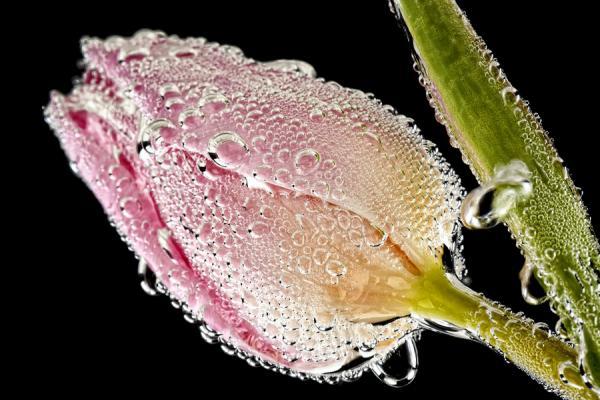 Macro Photography by Mark Johnson