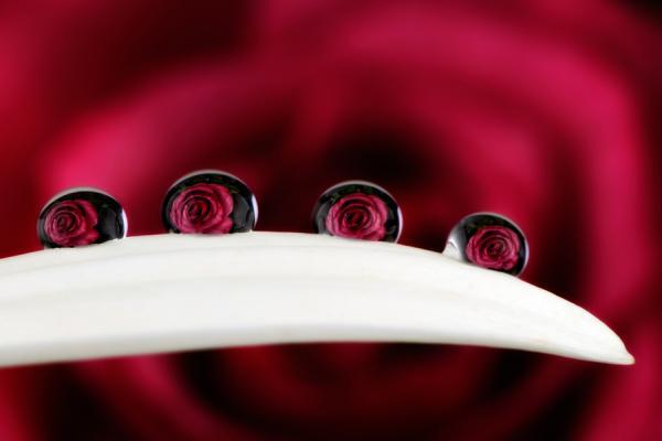 Macro Photography by Mark Johnson