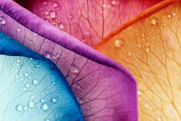 Macro Photography by Mark Johnson