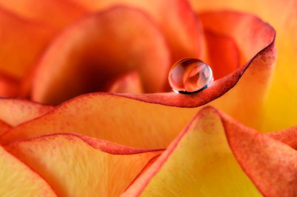 Macro Photography by Mark Johnson
