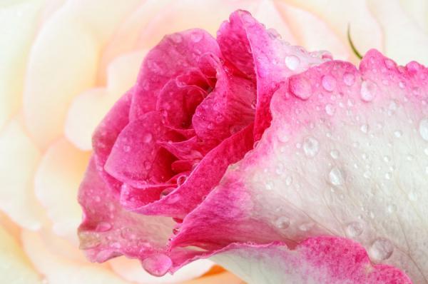 Macro Photography by Mark Johnson