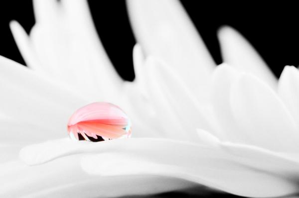 Macro Photography by Mark Johnson