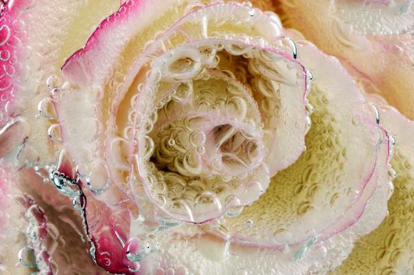 Macro Photography by Mark Johnson