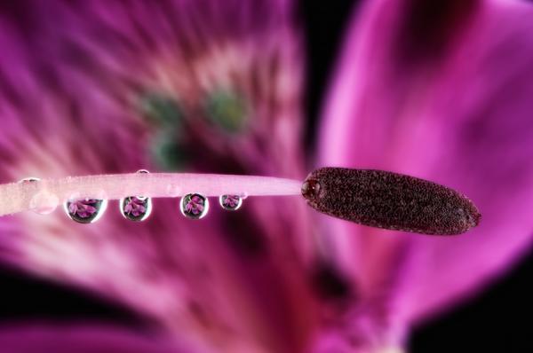 Macro Photography by Mark Johnson